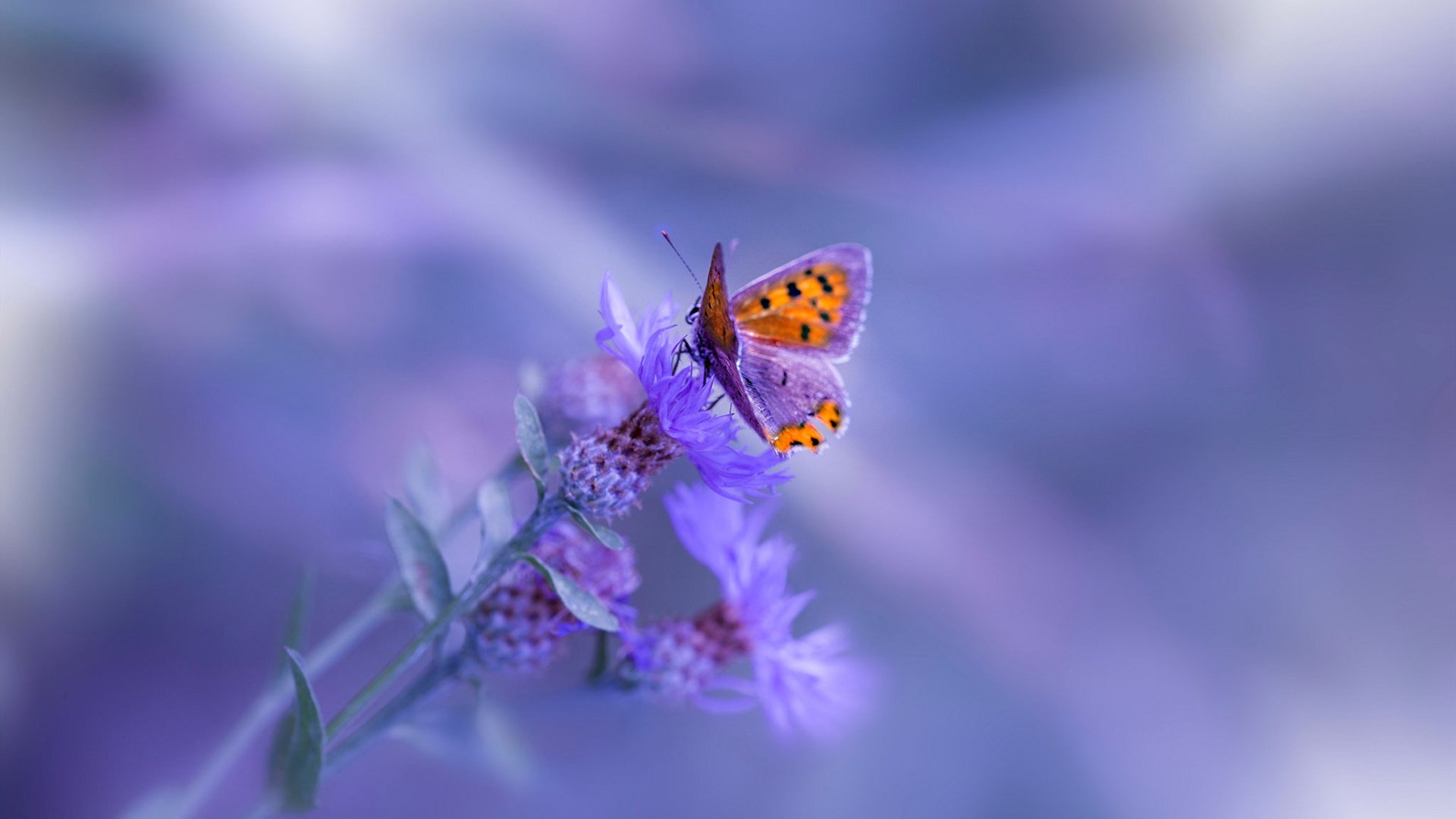 爱游戏体育app网页版下载-QQ三国线上战神争霸赛，实力派玩家争夺第一，qq三国战神过关