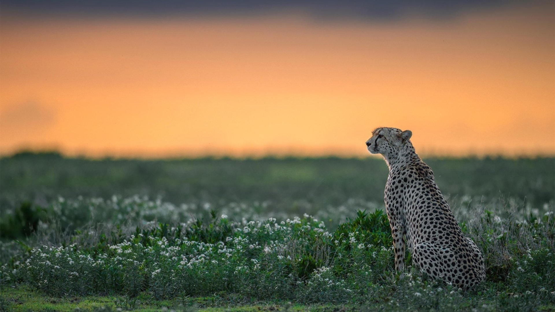 AYX体育-“德甲高水平对抗，技术与战术完美融合”，德甲谁厉害
