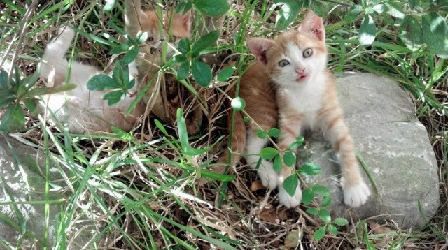 冬奥首次足球赛：塞内加尔以非洲速度征服寒地球场，塞内加尔 男足